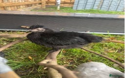 Chickens poultry for sale: 2x lavender Pekin pullets & silkie hens  - Image 1