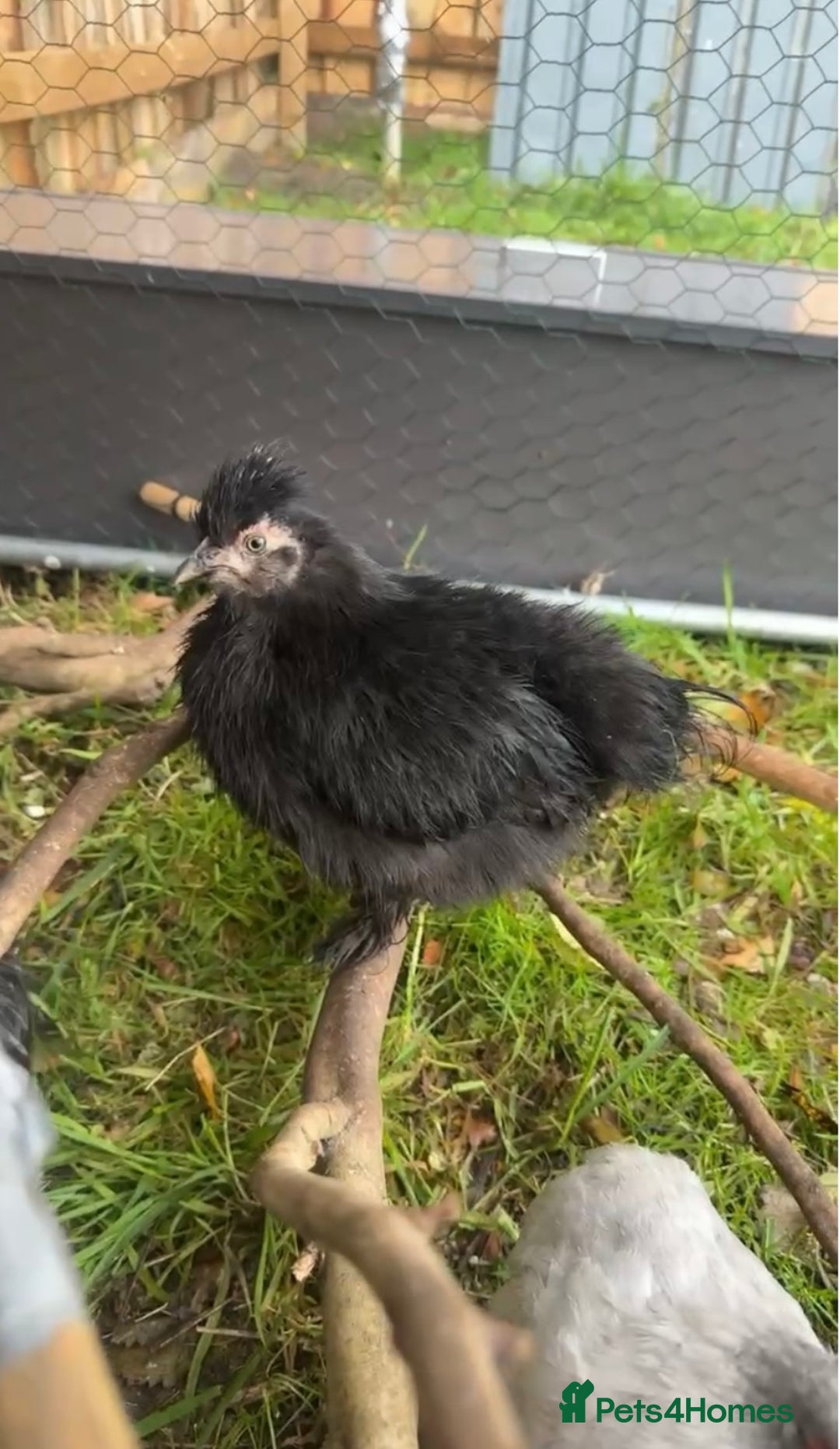 Chickens poultry for sale: 2x lavender Pekin pullets & silkie hens  - Image 1