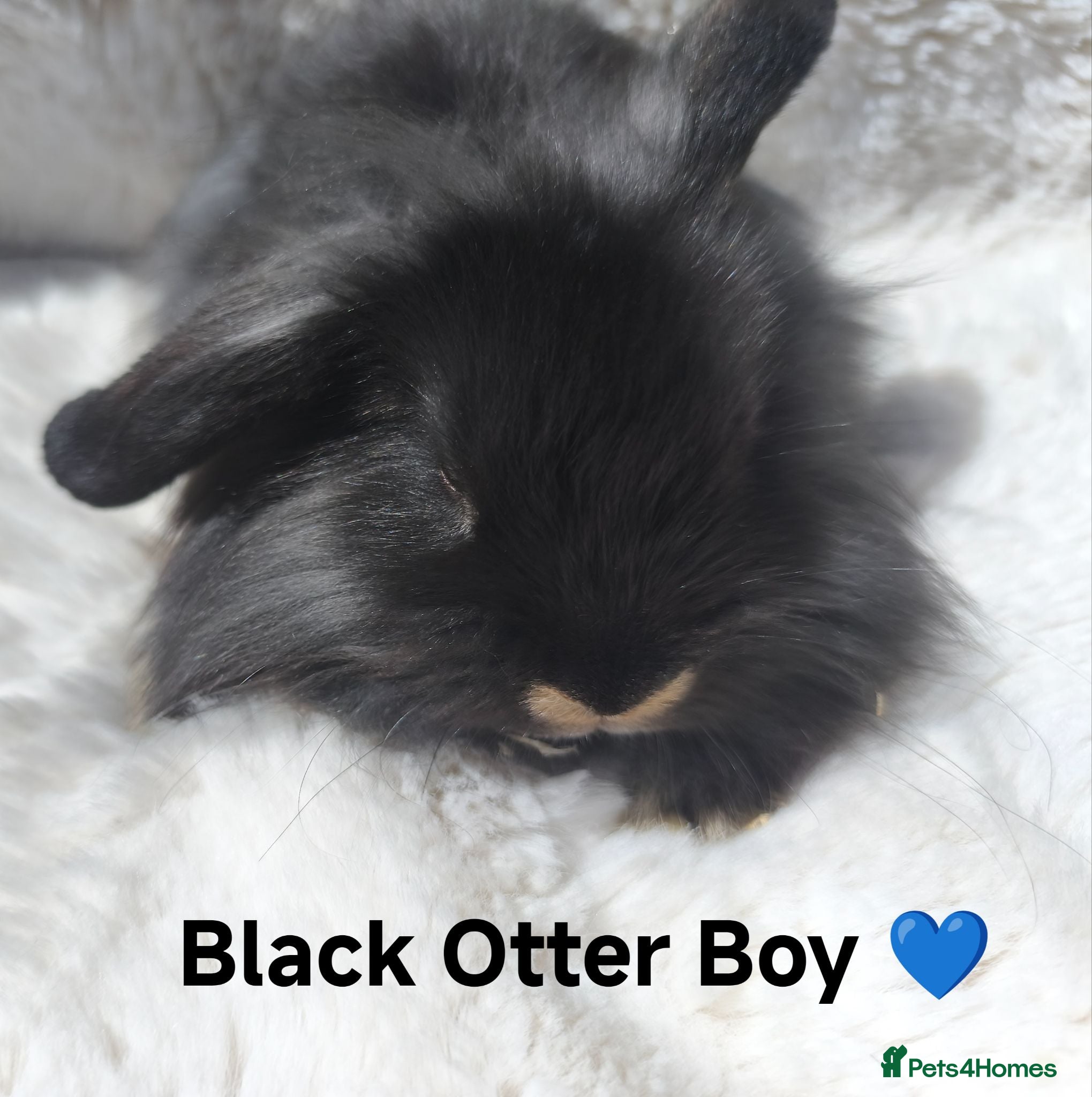 Mini Lop rabbits Black Otter Mini Lion Lops ready 10th July  - Advert 1