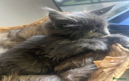 Maine Coon cats for sale: Beautiful GCCF registered main coon Kittens  - Image 16