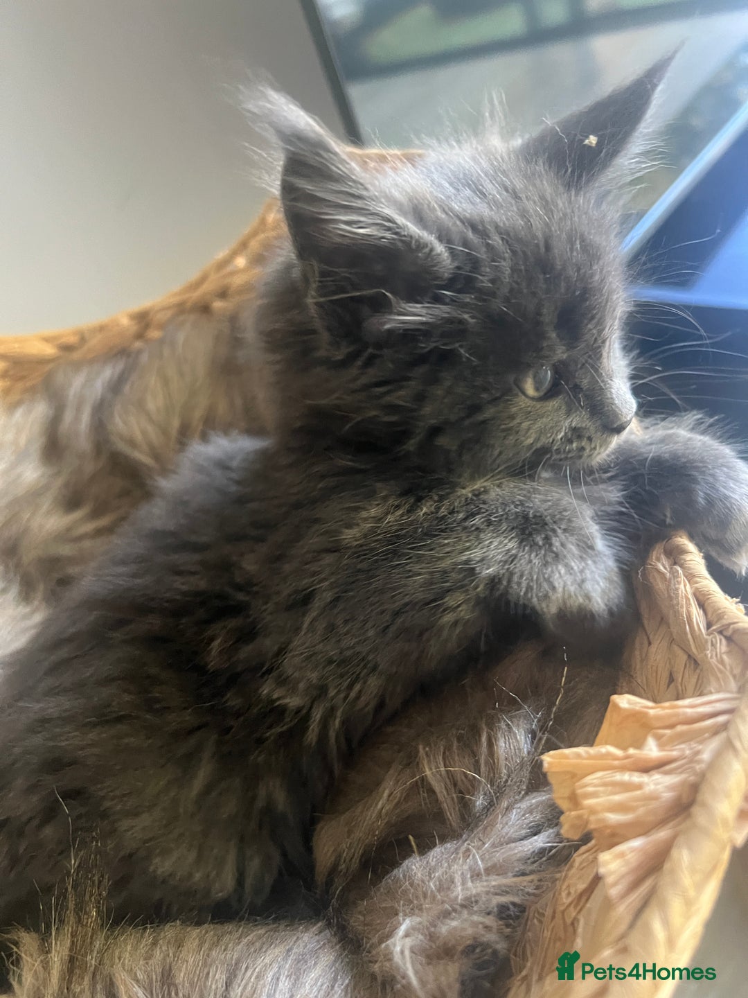 Maine Coon cats for sale: Beautiful GCCF registered main coon Kittens  - Image 16