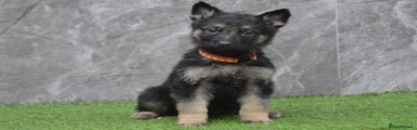 Orange Collar - Female - Black & Tan