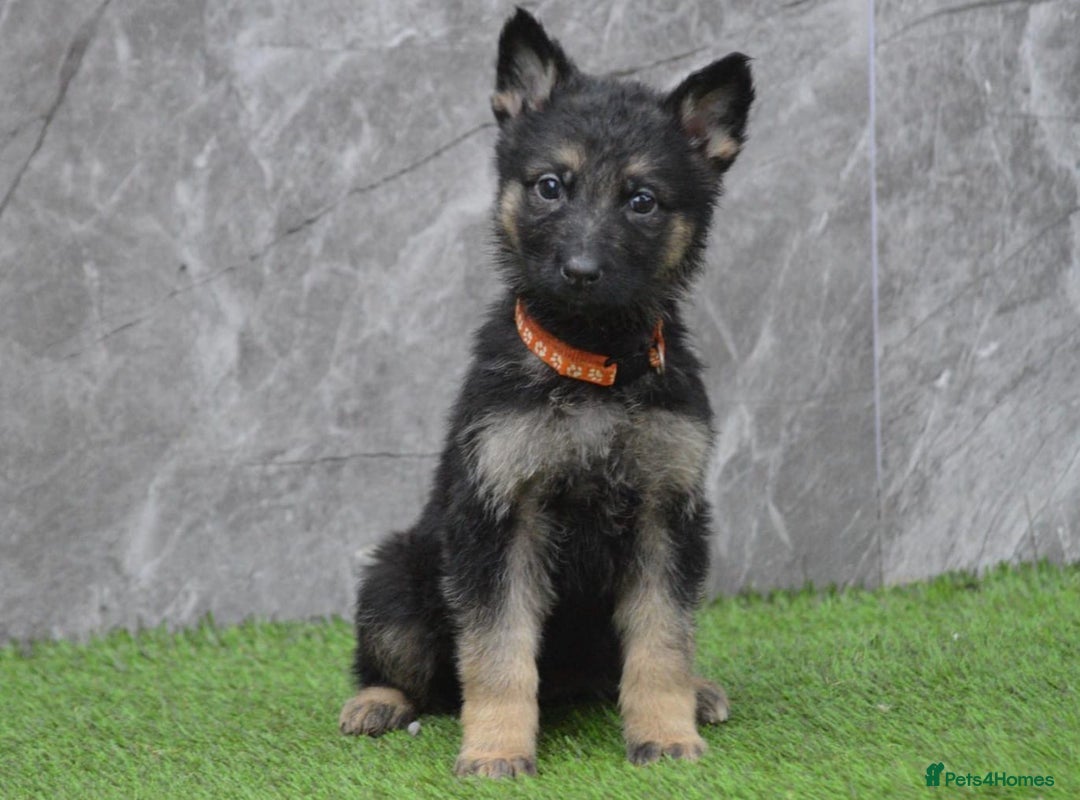 German Shepherd dogs for sale: KC Registered Working Line German Shepherd Puppies - Advert 26