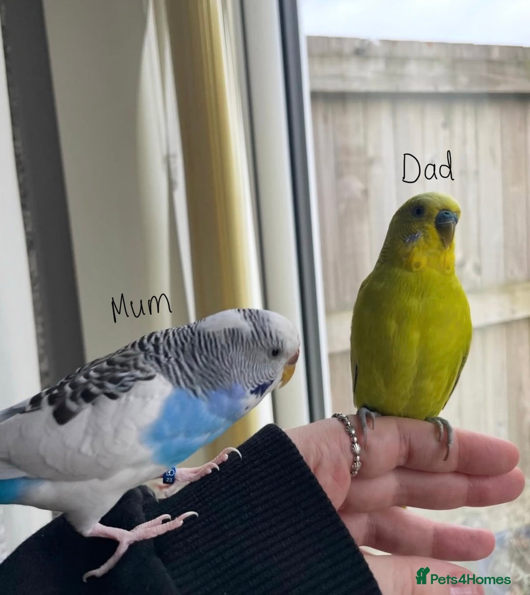 Budgerigars birds for sale: Baby Budgie, Beautiful Colour, Australian Budgie - Advert 5