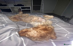 Cavapoo dogs for sale: Cavapoo - Image 9