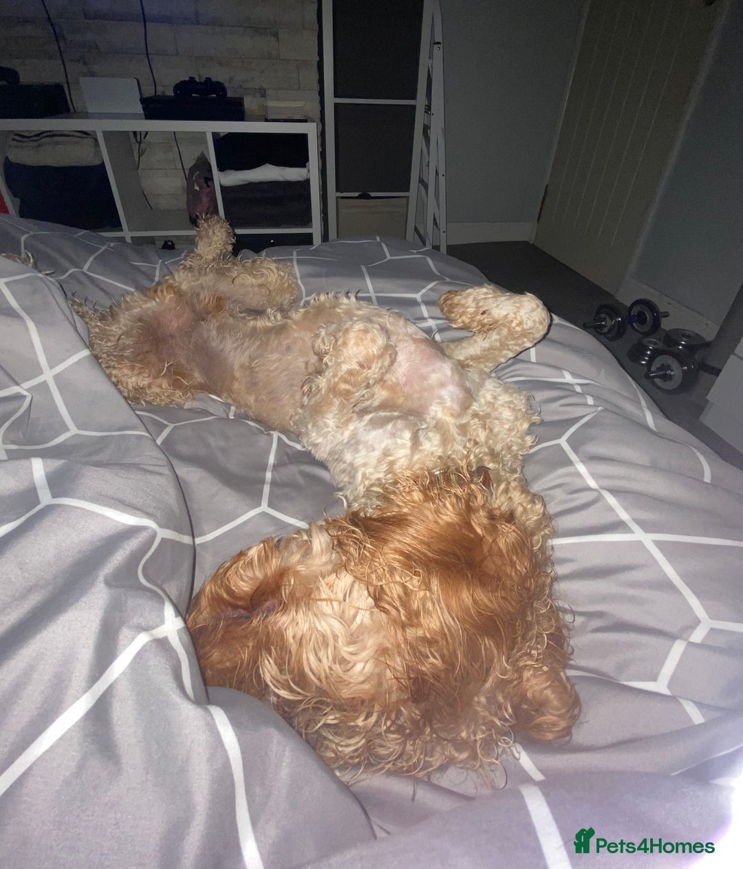 Cavapoo dogs for sale: Cavapoo - Image 9