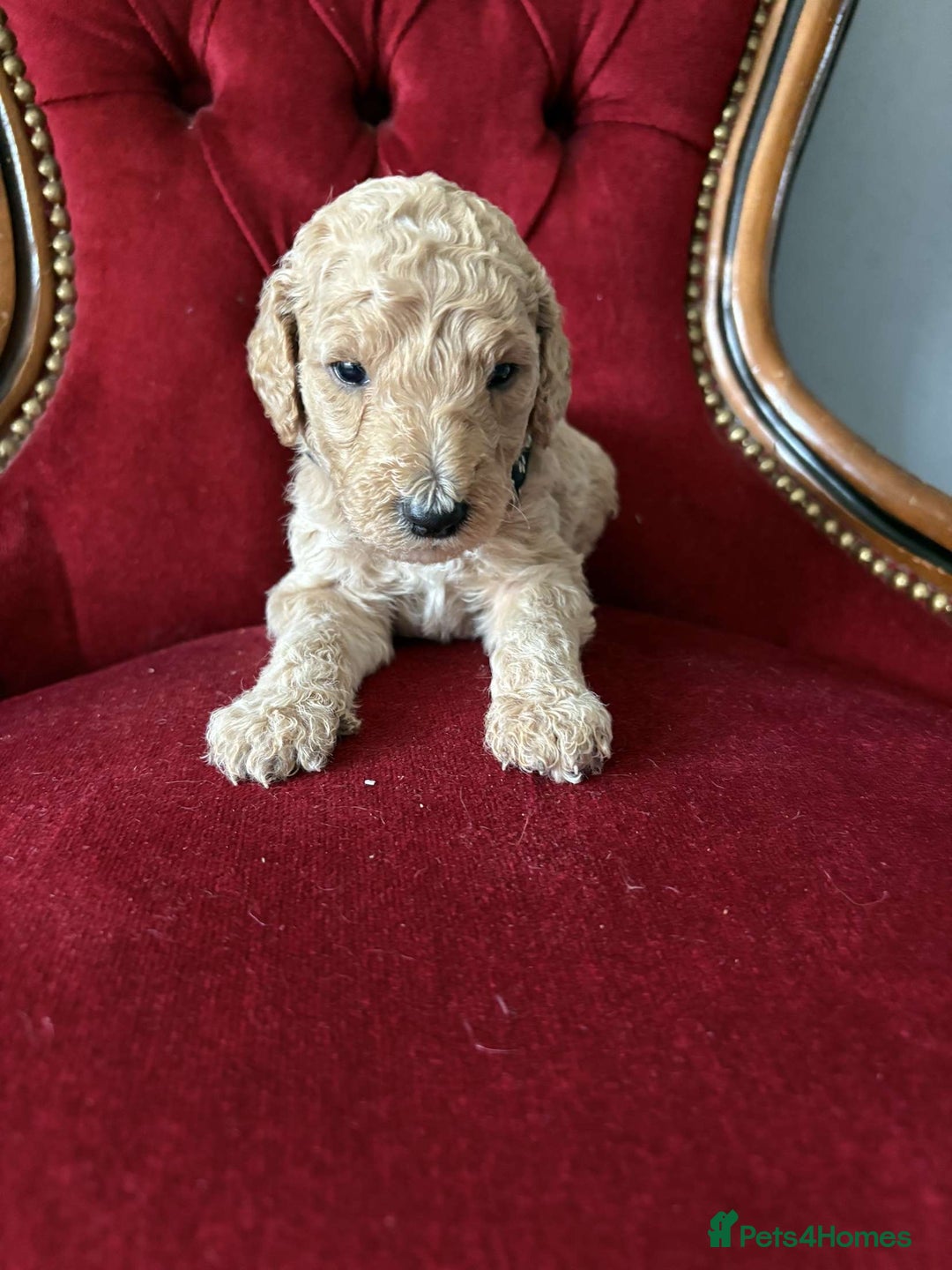 Goldendoodle dogs for sale: Golden Doodle litter  - Image 8
