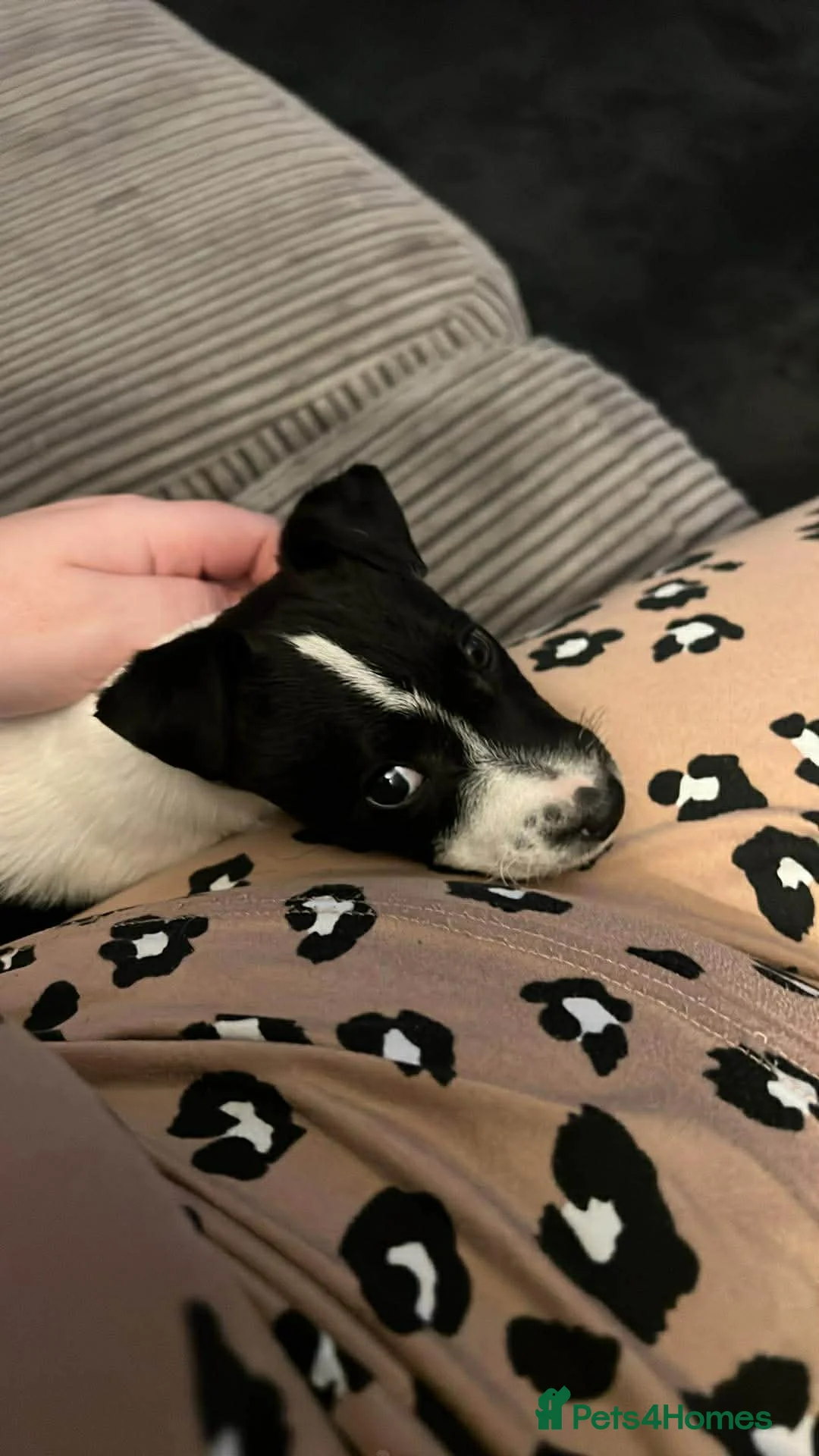 Jack Russell dogs for sale: Female Jack Russel  - Advert 29