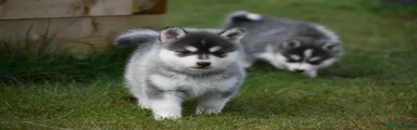 Pomsky Puppy 5