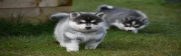 Pomsky dogs for sale: Genuine Pomsky puppies from health tested parents - Advert 21
