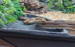 Boa Snake reptiles for sale: Female Boa Constrictor - Image 8