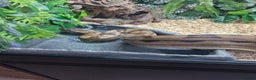 Boa Snake reptiles for sale: Female Boa Constrictor - Advert 8