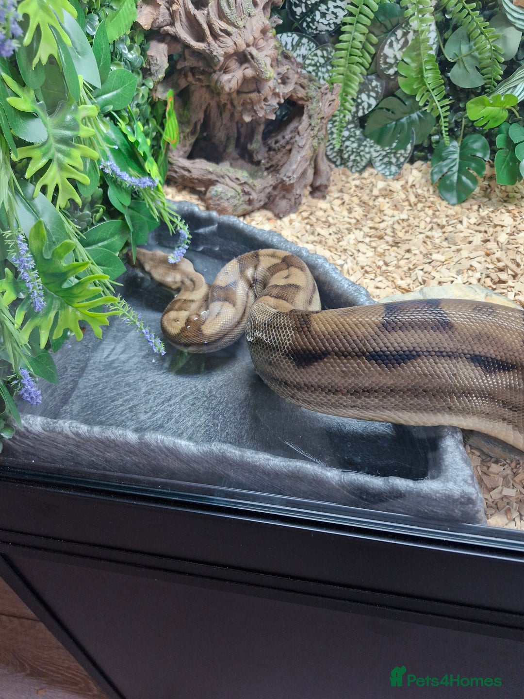 Boa Snake reptiles for sale: Female Boa Constrictor - Image 8