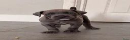 Cane Corso dogs for sale: X-Man Bloodline, Pedigree Cane Corso Puppies - Advert 26
