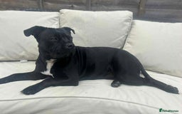 Staffordshire Bull Terrier dogs for sale: 🐾 Beautiful Staffordshire Bull Terrier Puppies 🐾 - Image 10