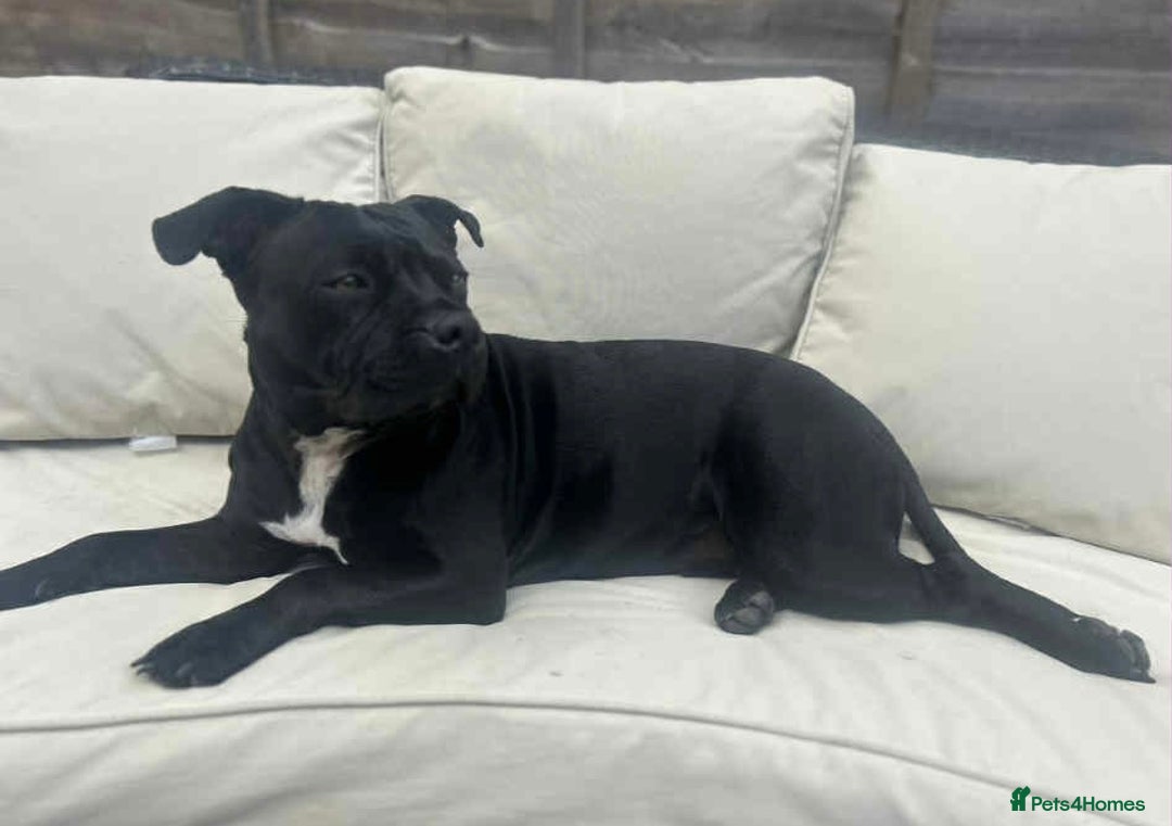 Staffordshire Bull Terrier dogs for sale: 🐾 Beautiful Staffordshire Bull Terrier Puppies 🐾 - Image 10