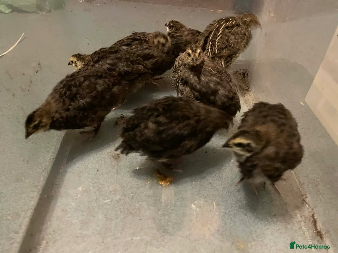 Quail poultry for sale: Japanese Coturnix Quail(Black and Brown) - Advert 3