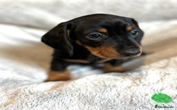 Miniature Dachshund dogs for sale: Adorable Miniature Dachshund Puppies - Image 20