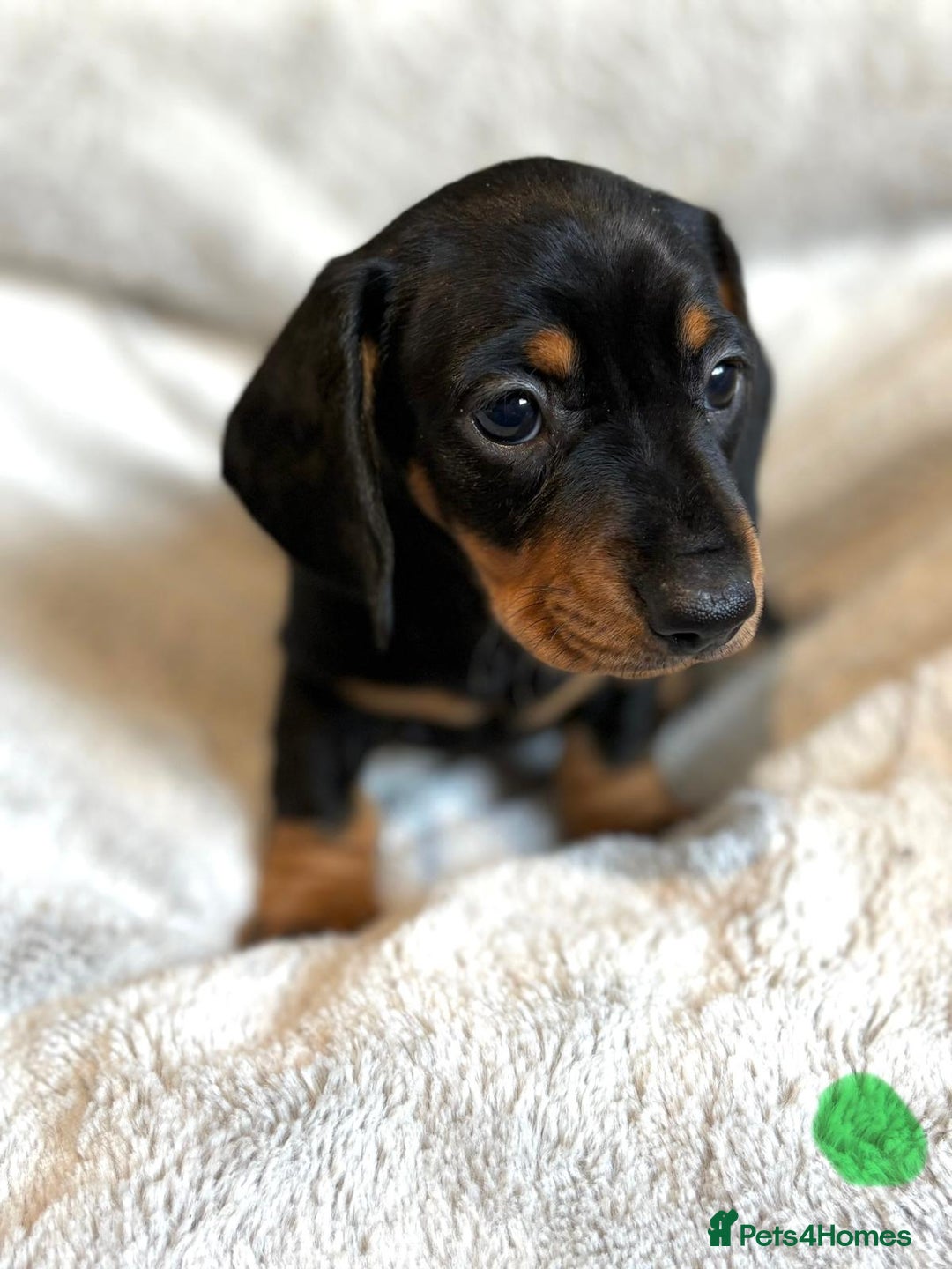 Miniature Dachshund dogs for sale: Adorable Miniature Dachshund Puppies - Image 20