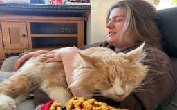 Maine Coon cats for stud: Apollo, Stud ready to find a Queen - Image 7