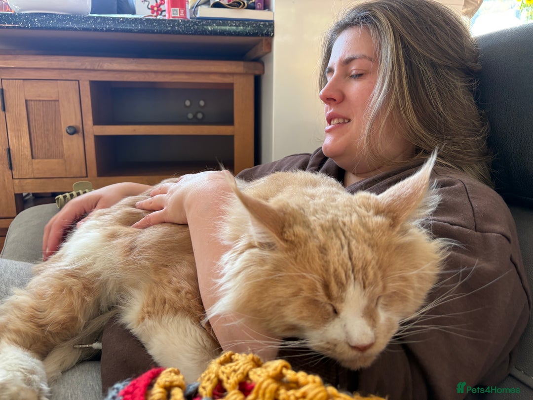 Maine Coon cats for stud: Apollo, Stud ready to find a Queen - Image 7