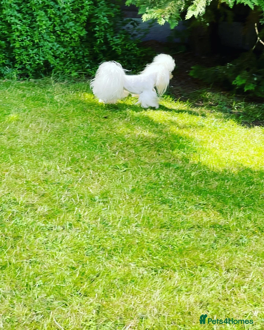 Maltese dogs for stud: STUNNING 💎DIAMOND💎 OPEN AT STUD HEALTH TESTED in Grays - Advert 18