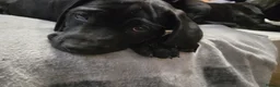 Mixed Breed dogs for sale: ONLY 3 LEFT - Corsodors - Labrador X Corso Puppies - Advert 12