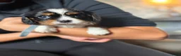 Cavalier King Charles Spaniel dogs for sale: KC registered King Charles cavaliers  - Advert 7