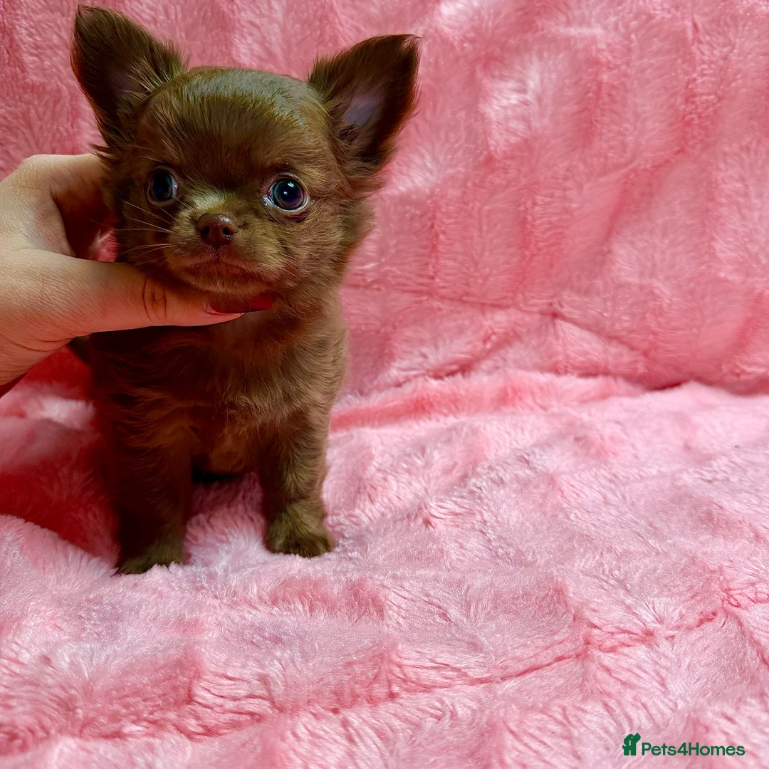 Chihuahua dogs for sale: Chihuahua girls  - Advert 13