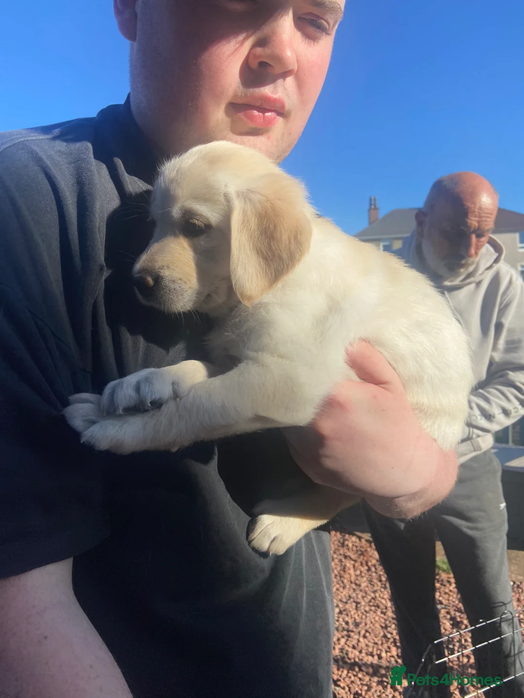 Mixed Breed dogs for sale: Labradoodles Pups **** 1 boy remaining  ***** - Advert 2