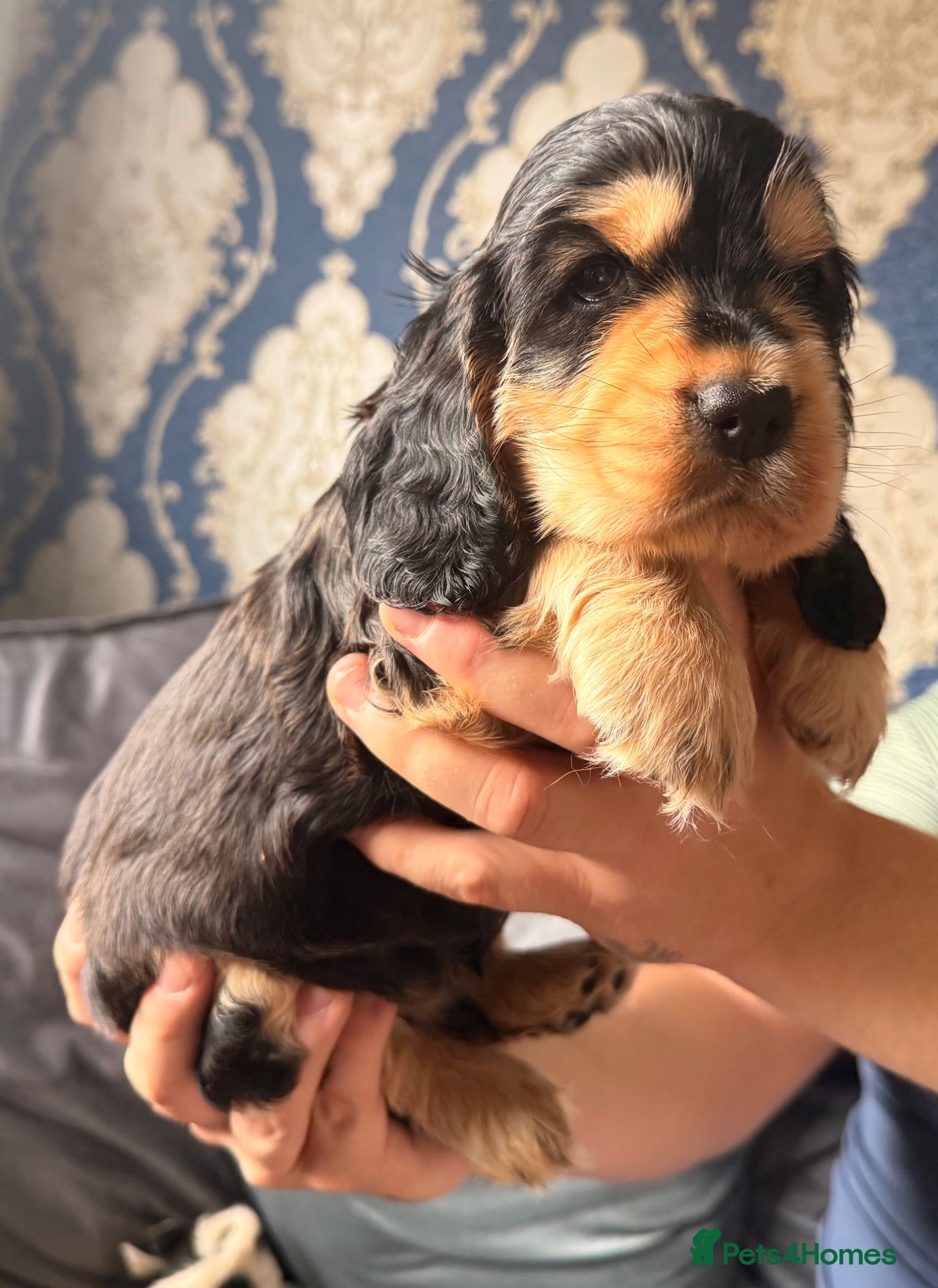 Cocker Spaniel dogs KC registered Black & Tan Sable Boy 🩵 - Advert 1