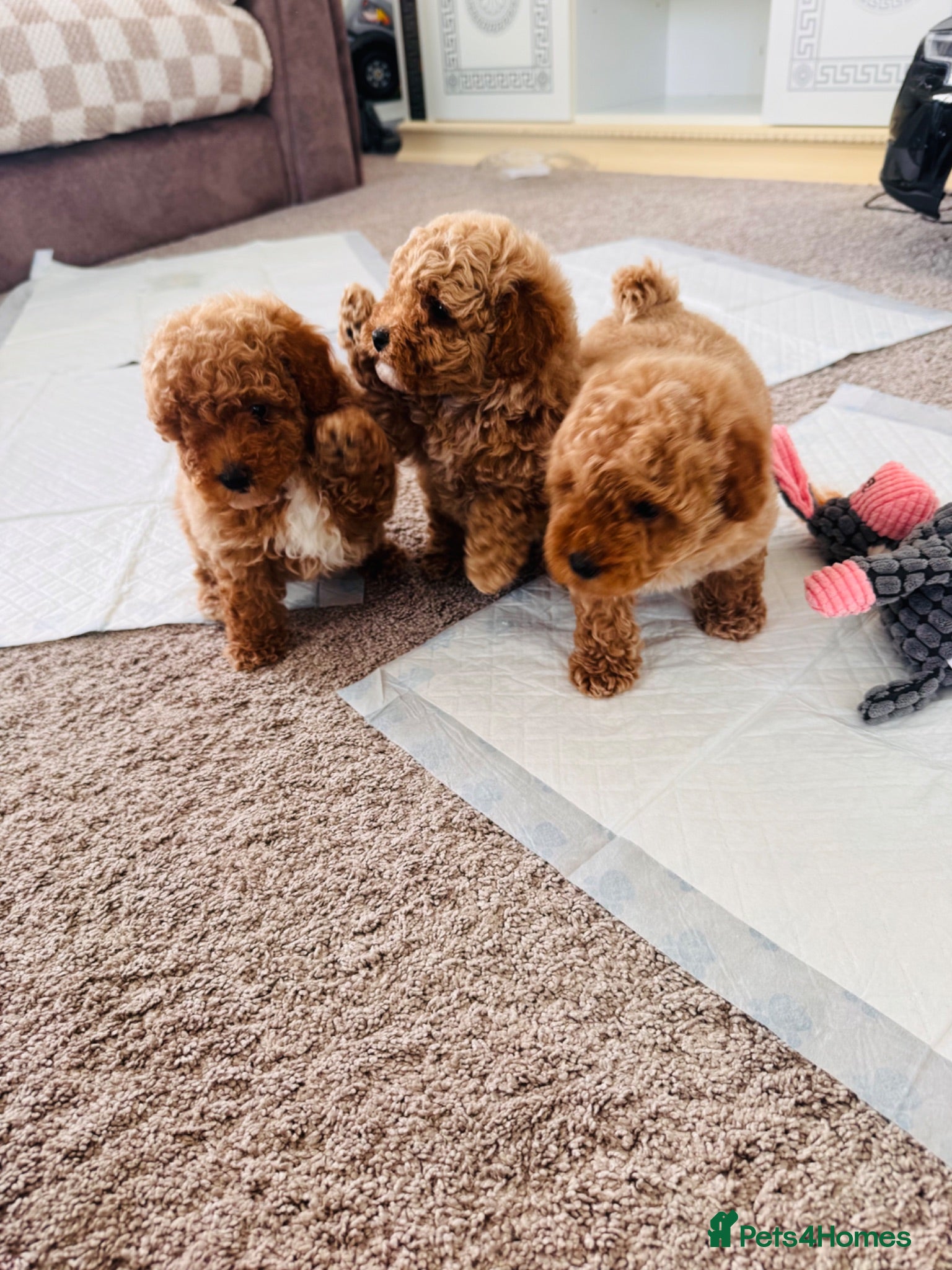 Toy Poodle dogs Beautiful red toy poodles  - Advert 2