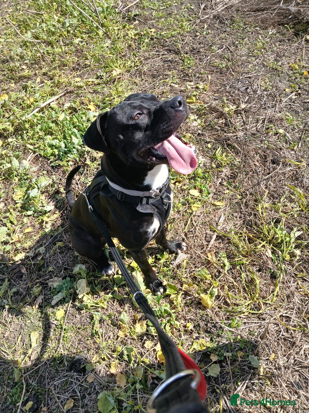 Mixed Breed dogs for sale: Cane corso/stafee - Image 2
