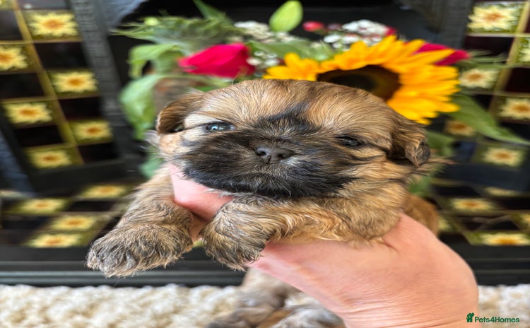 Shih Tzu dogs - Advert 16