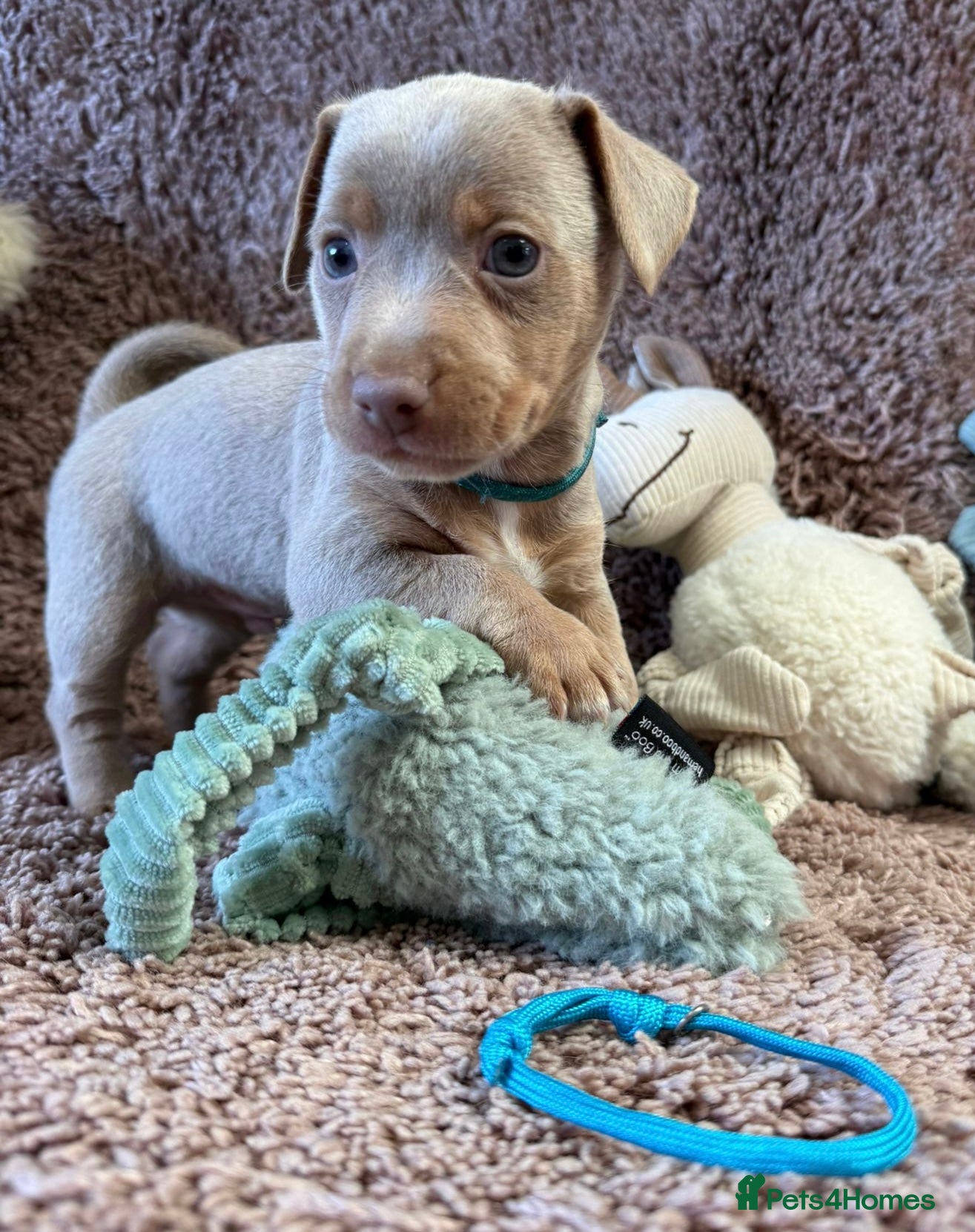 Jack Russell dogs 1 Boy - Miniature Jack Russell Pups - Lilac & Tan - Advert 1