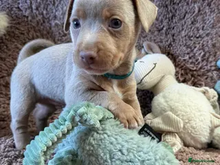 Jack Russell dogs 1 Boy - Miniature Jack Russell Pups - Lilac & Tan - Advert 1