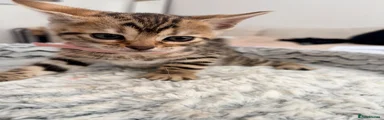 Bengal 4 Pink collar female 