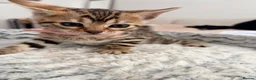 Bengal cats for sale: Quality Bengal kittens - Advert 3