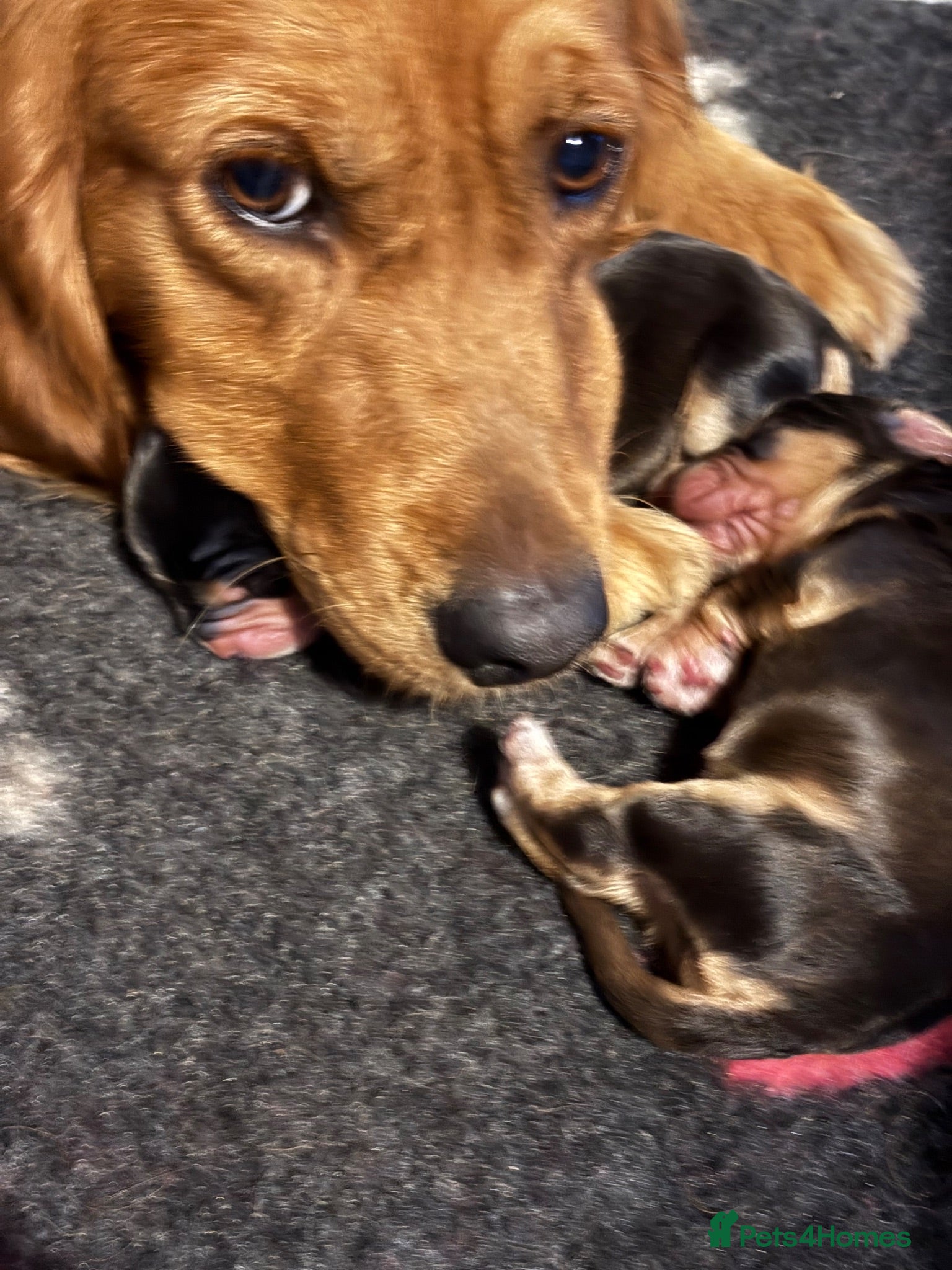 Mixed Breed dogs Mini golden retrievers ( DAKOTA SPORT RETRIEVERS)  - Advert 2