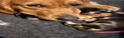 Mixed Breed dogs for sale: Mini golden retrievers ( DAKOTA SPORT RETRIEVERS)  - Advert 22