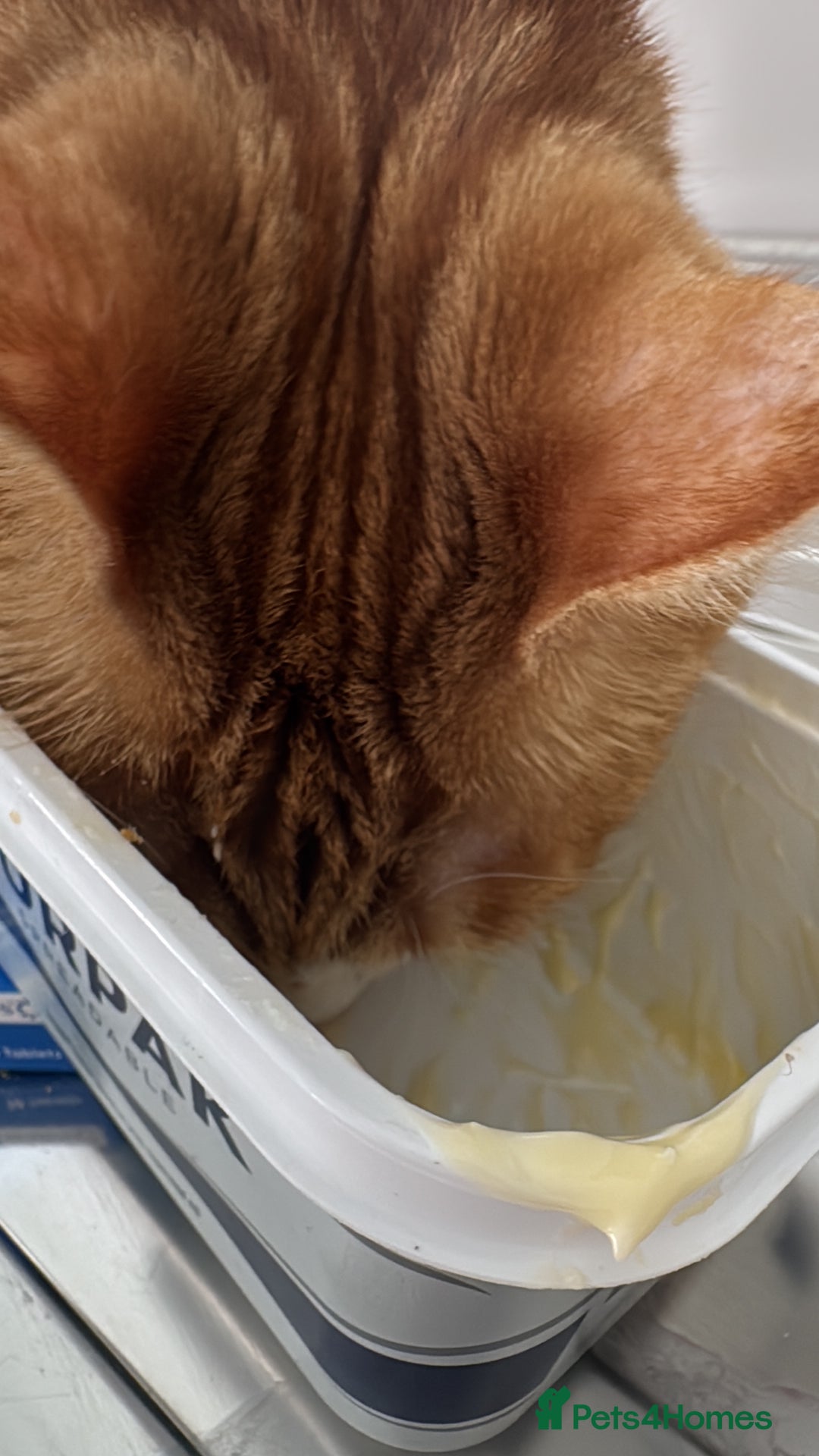 Mixed Breed cats for sale: Marla ginger cat  - Advert 21