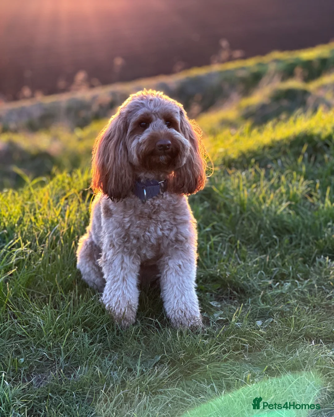 Australian Labradoodle dogs for sale: Beautiful Australian Labradoodle Pups  - Advert 1