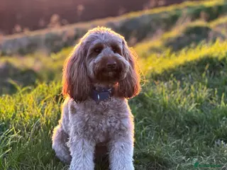 Australian Labradoodle dogs Beautiful Australian Labradoole Pups - Advert 18