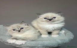 Ragdoll cats for sale: Registered Ragdolls kittens for sale - Image 32