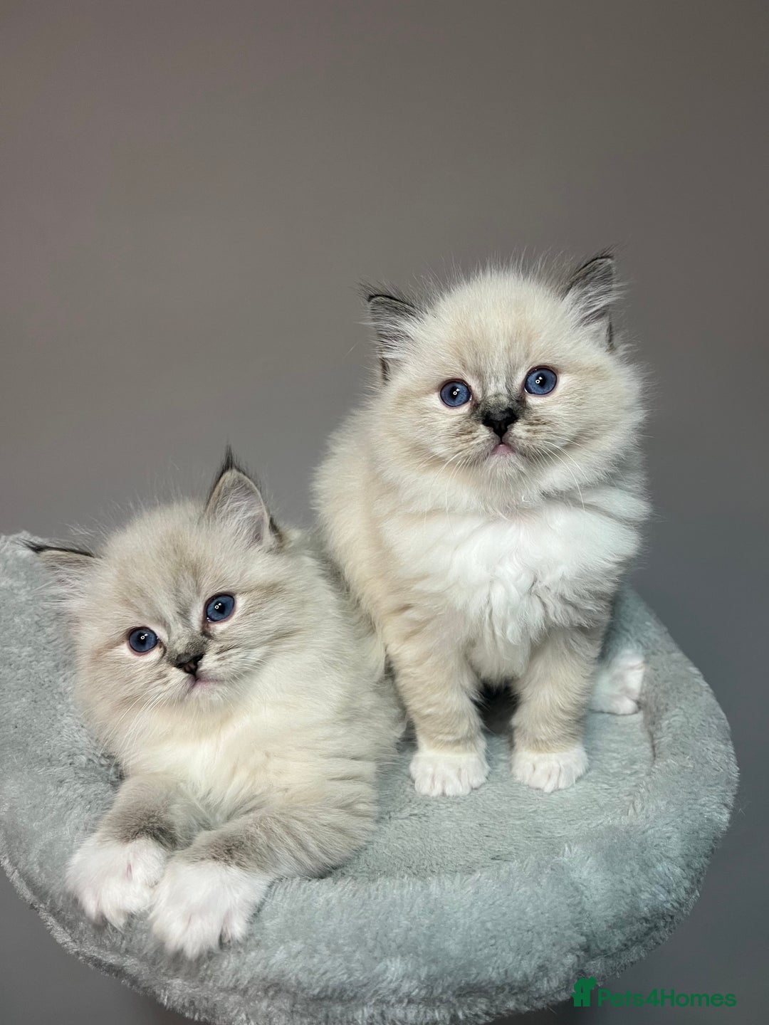 Ragdoll cats for sale: Registered Ragdolls kittens for sale - Image 32
