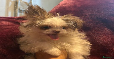 Mixed Breed dogs - Advert 5