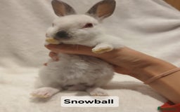 Rex rabbits for sale: Baby Purebred Rex Rabbits For Sale - Image 4