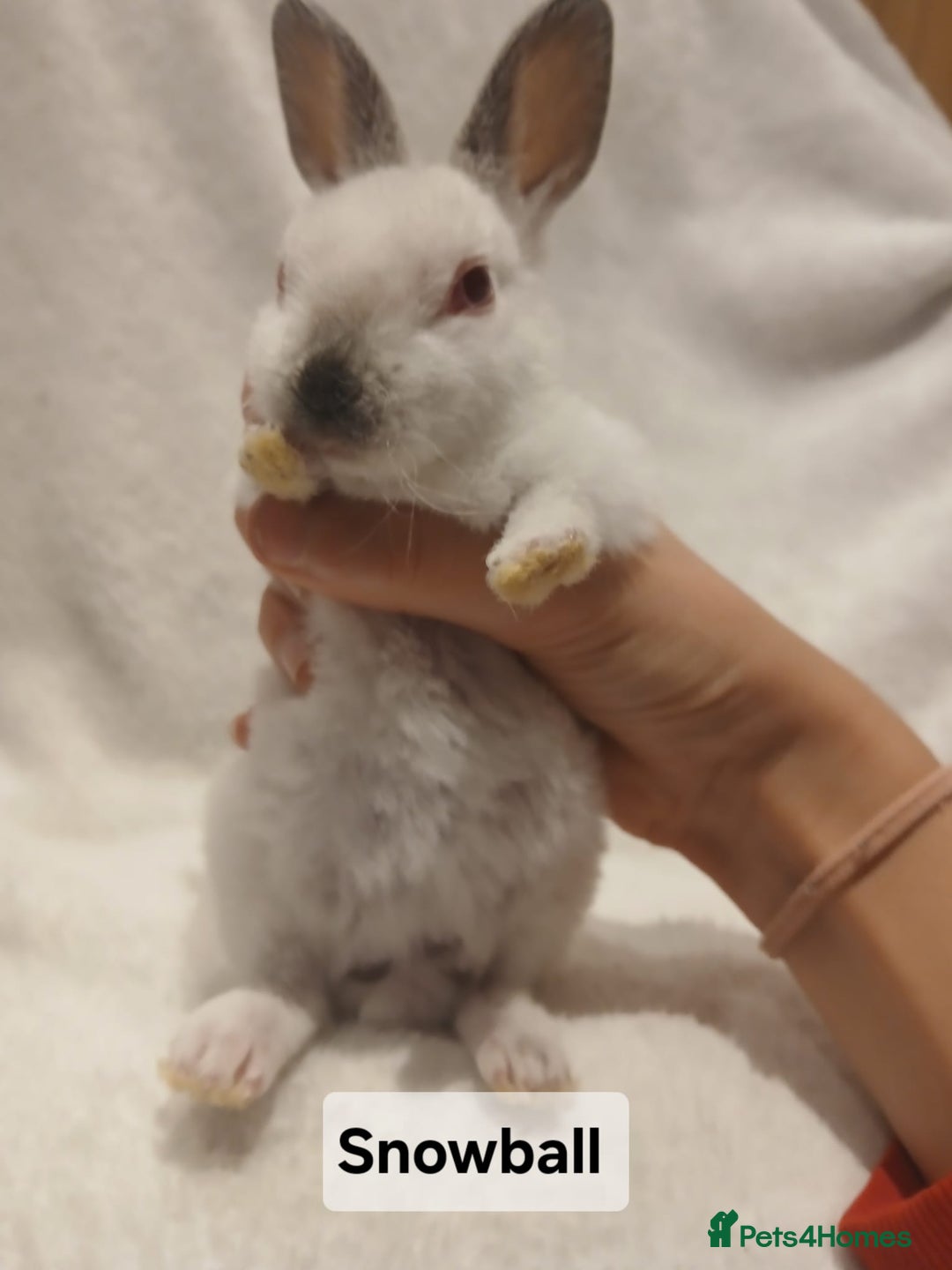 Rex rabbits for sale: Baby Purebred Rex Rabbits For Sale - Image 4
