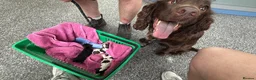 English Springer Spaniel dogs for sale: English springer spaniel boy🩵 for sale  - Advert 15