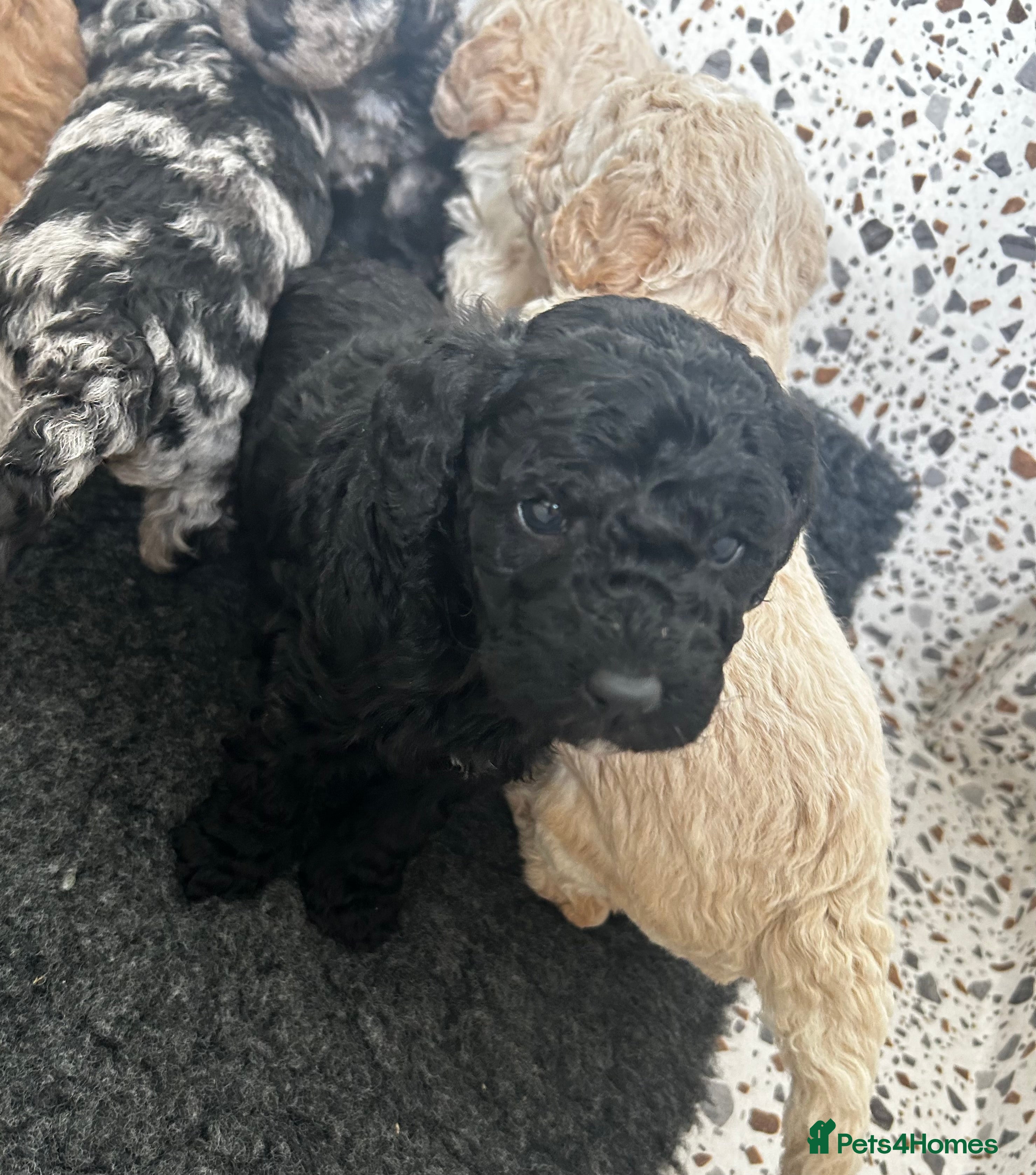 Goldendoodle dogs *Reduced* -Last available pup! - Advert 6